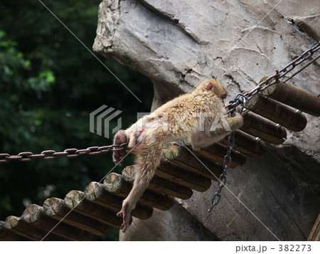 ニホンザル 382273