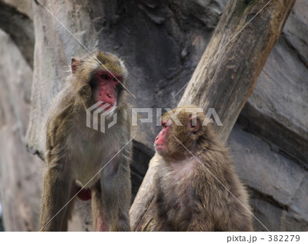 ニホンザル 382279