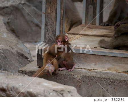 ニホンザル ニホンザル 382281