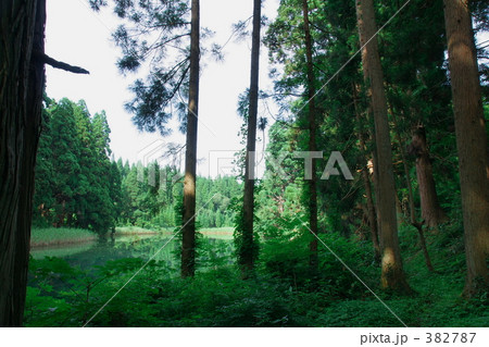 滝の頭（たきのがしら）湧水池－０６ 382787
