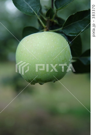 グリーンアップル グリーンアップル 383370