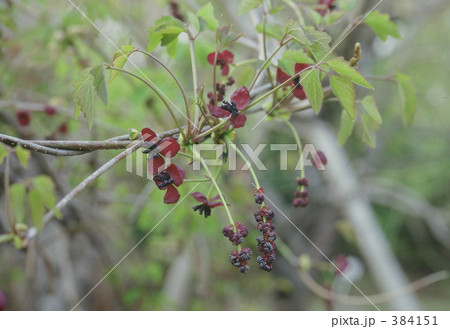 クロバナロウバイ クロバナロウバイ 384151