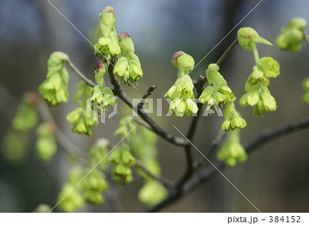 トサミズキ 384152