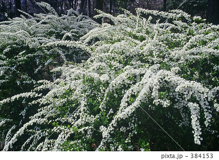 ユキヤナギ ユキヤナギ 384153