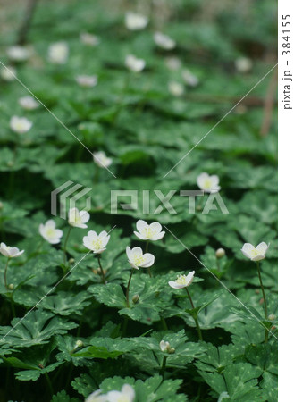 ニリンソウ ニリンソウ 384155