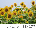 向日葵 384177