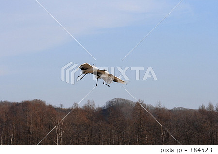 タンチョウ 384623