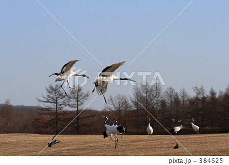 タンチョウ 384625