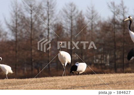 タンチョウ 384627