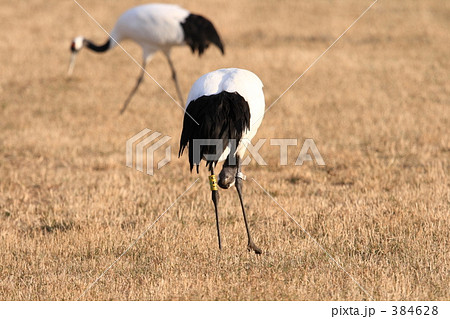 タンチョウ 384628