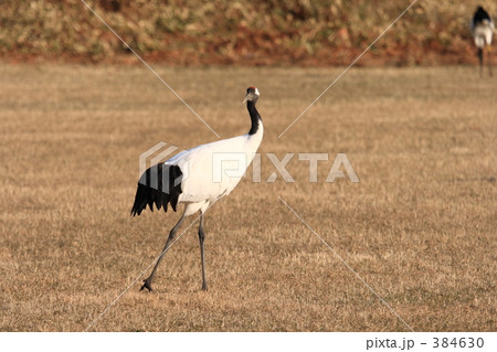 タンチョウ 384630