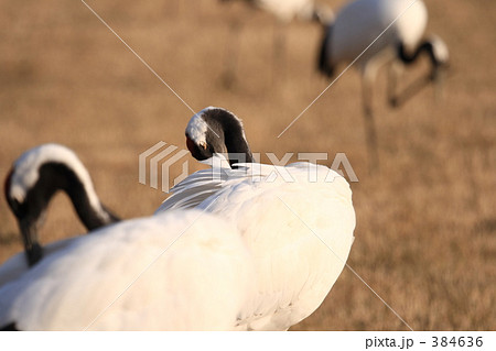 タンチョウ 384636