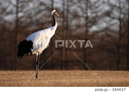 タンチョウ 384637