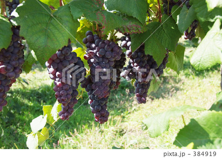 ぶどう 384919