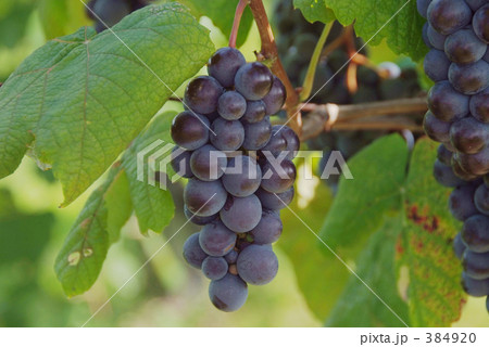 ぶどう 384920