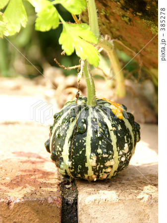 カボチャ 385278