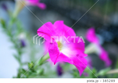アサガオ 385289