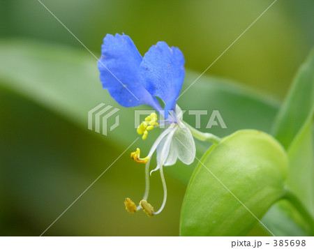 青い小さな花の写真素材