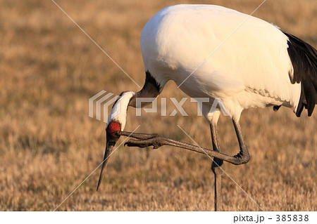 タンチョウ 385838