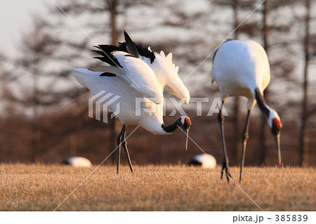 タンチョウ 385839