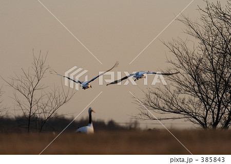 タンチョウ 385843