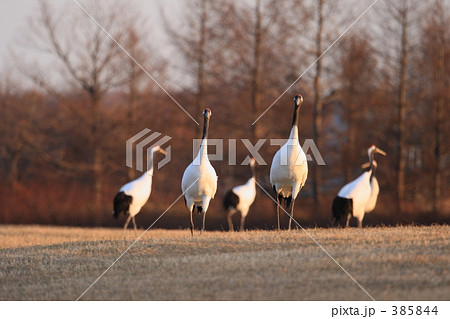 タンチョウ 385844