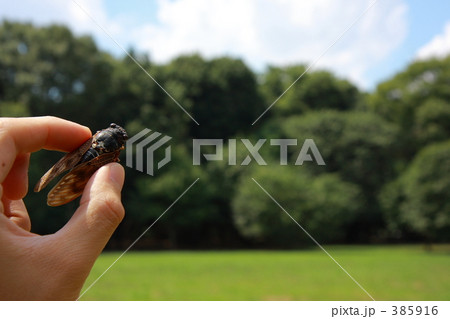 アブラゼミを捕まえたよ アブラゼミを捕まえたよ 385916