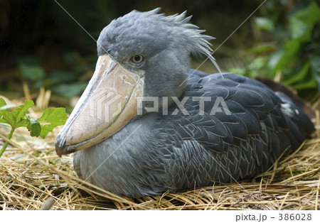 ハシビロコウ ハシビロコウ 386028