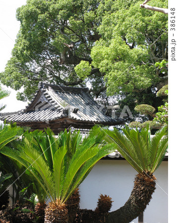 蘇鉄の庭から見る鐘楼の屋根 386148