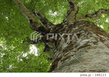 "@マザーツリー２００８" 386223