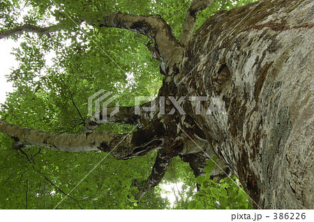 "@マザーツリー２００８" 386226