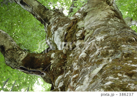 "@マザーツリー２００８" 386237