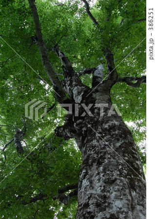 "@マザーツリー2008" "@マザーツリー2008" 386251