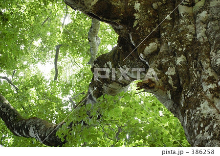 "@マザーツリー２００８" 386258