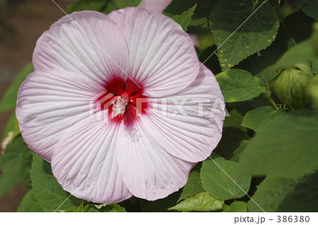 アメリカフヨウ 386380