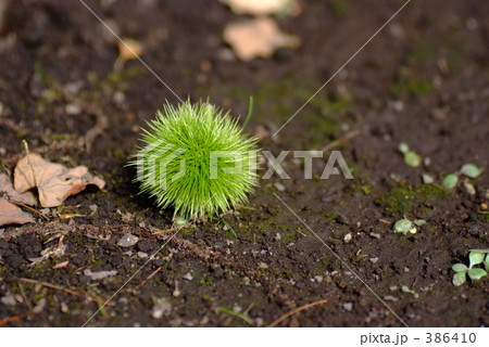 落ちた栗 386410