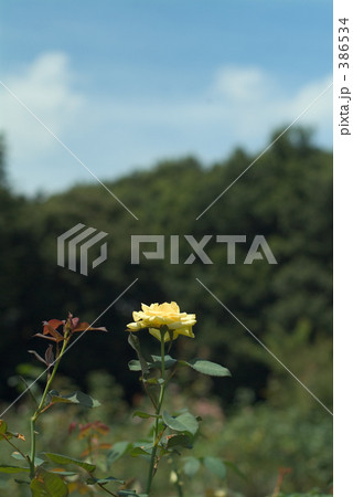 黄色の薔薇４ 386534