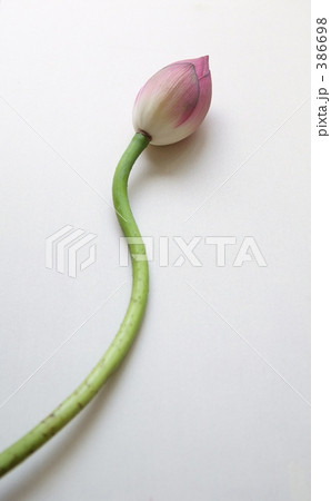 蓮のつぼみ 386698