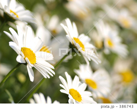 ノースポール 386743