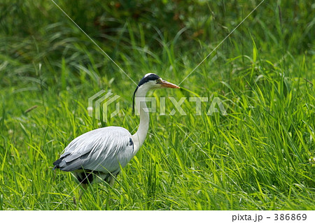 アオサギ 386869