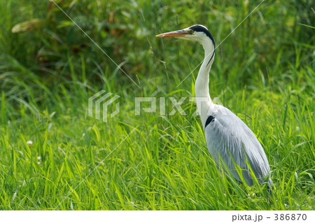 アオサギ 386870