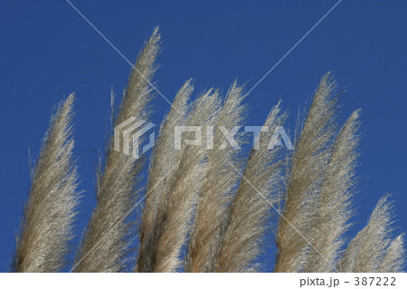 パンパスグラス 387222