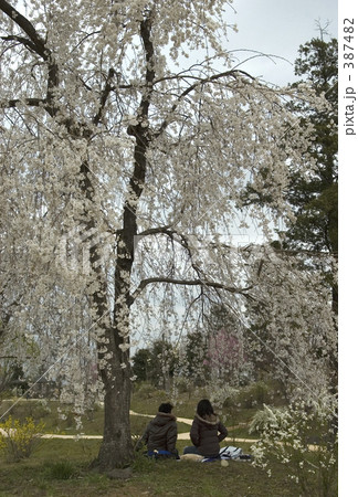 桜の木の下の二人 桜の木の下の二人 387482