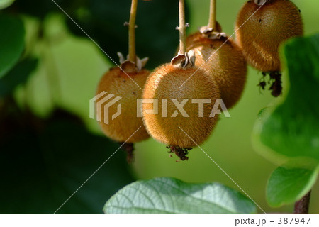 キウイフルーツ 387947