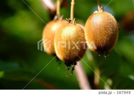 キウイフルーツ キウイフルーツ 387949