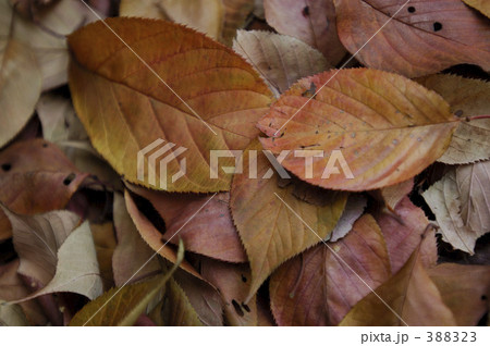 落葉 落葉 388323