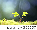 双葉 388557