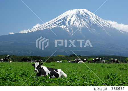 富士と牛 富士と牛 388635