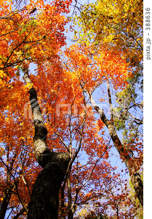 秋色 388636
