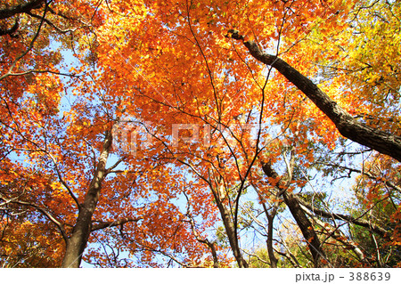 秋..燃える 388639